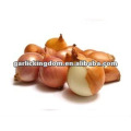 fresh red shallot size of 2-4cm with big supply quantity